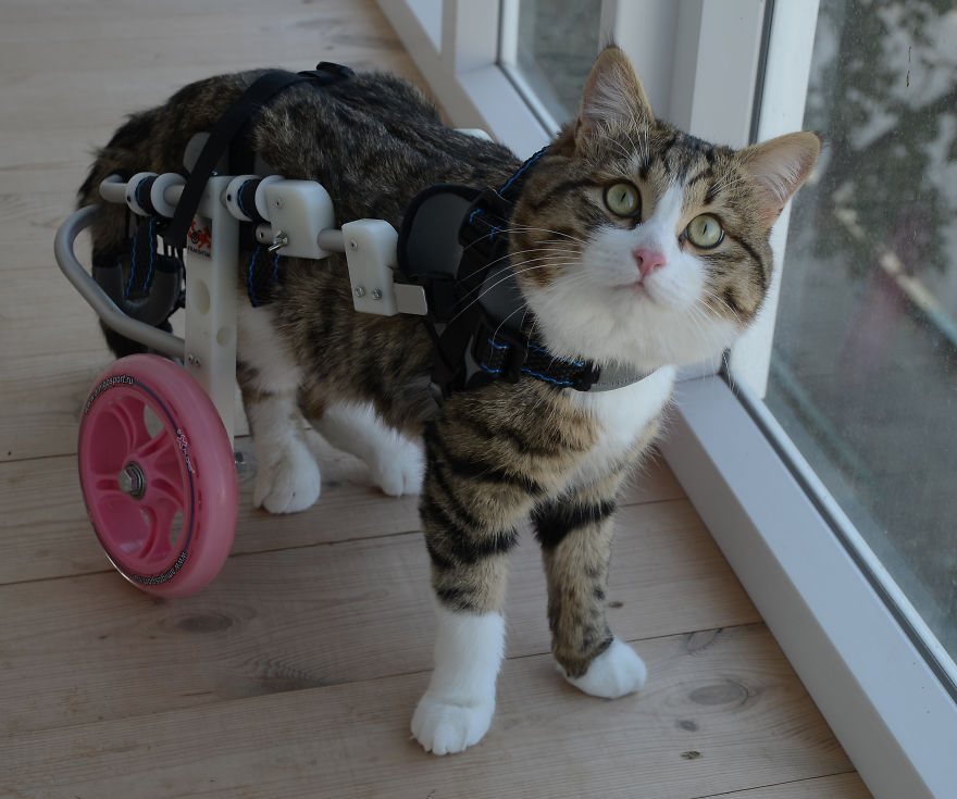 Rexie, A Handicapped Cat