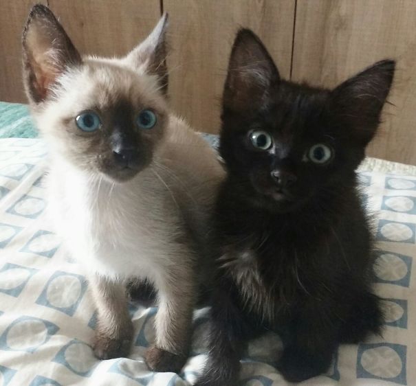 Nino And Amélie - Yin Yang Cats