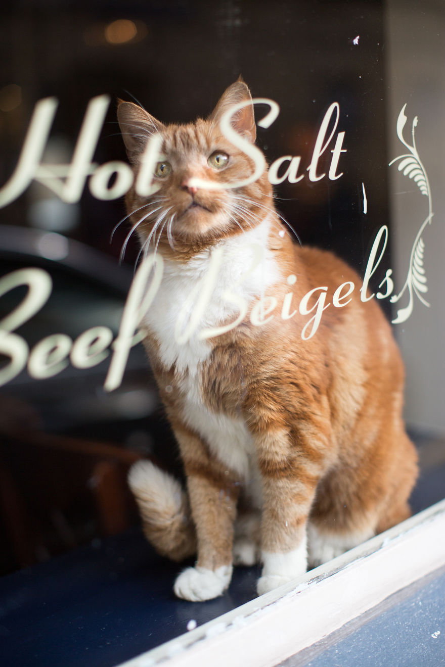 We Made A Book About Cats In London Pubs