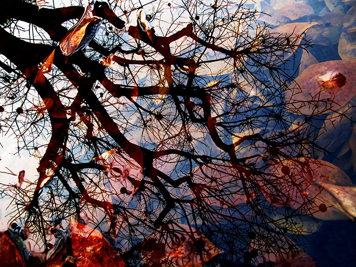 Persimmon Tree Reflecting In The Pond Where Its Fallen Leaves On The Ground Create The Visual Illusion Of A Tree Not Bare, But With Branches Still Full Of Autumn Leaves