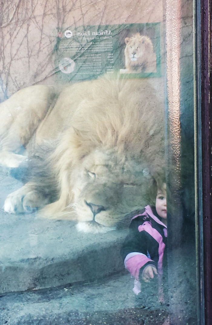 The Reflection Looks Like Someone Put A Kid With The Lion