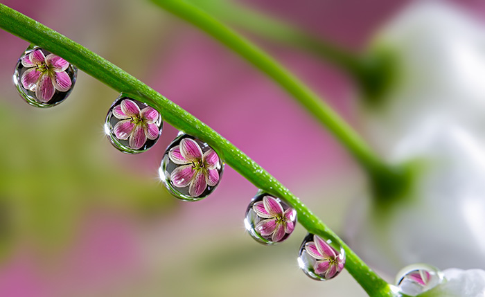 To See Flower In Water Drop