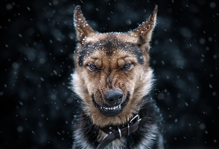 35 Stunning Animal Portraits By Ukrainian Photographer Sergey Polyushko