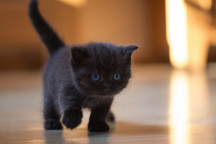 animal-shelter-free-adoption-cats-black-friday-17