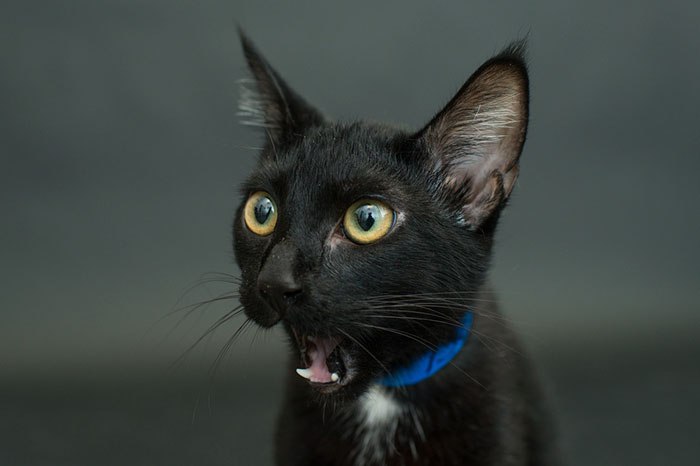 Seattle Animal Shelter Offers Free Black Cat Adoption This Black Friday
