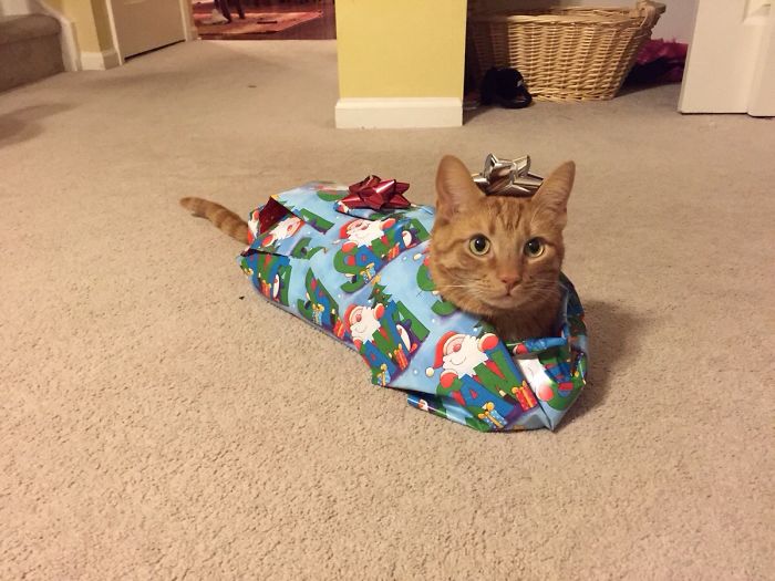 Here's Twix. He Puts Up With A Lot From The Kids. Merry Christmas!