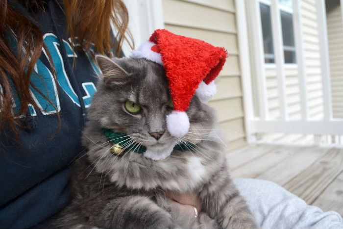 He May Not Have His Own Movie, But My Grumpy Cat Hates Christmas, Too