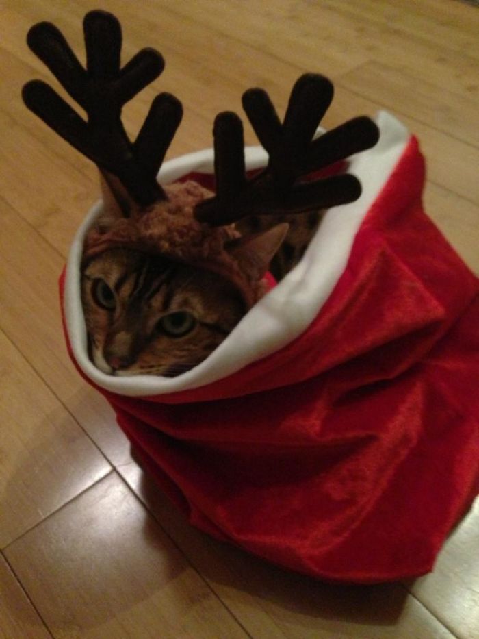 My Cat Zoey Is Ready For Christmas!