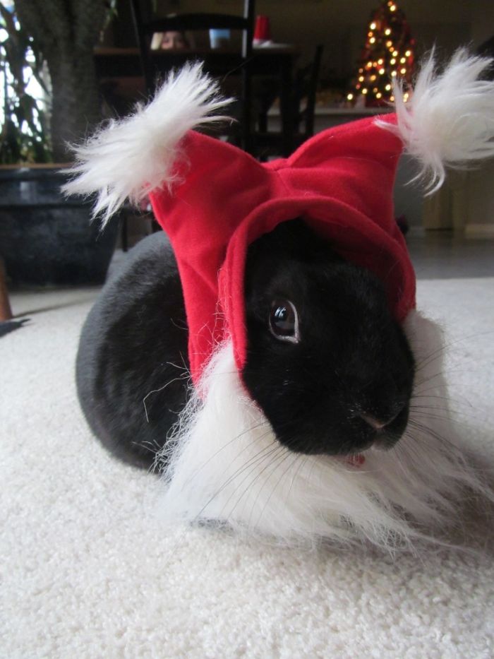 Bunny Can Pretend She’s A Lionhead With This Santa Hat