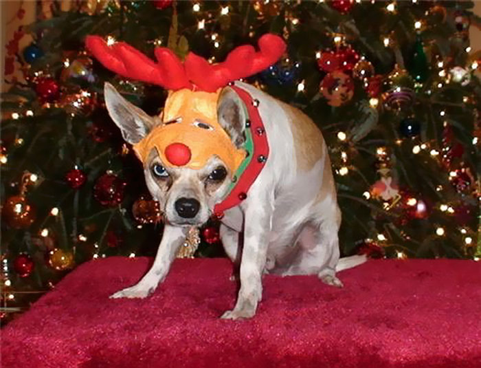 Rudolph, The Pissed-off Chihuahua