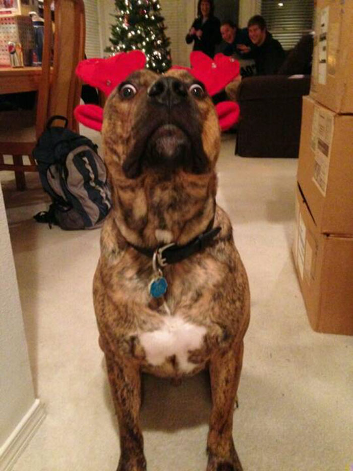 New Post Sign In Sign Up Next Post We Put Reindeer Antlers On My Dog. This Was His Reaction