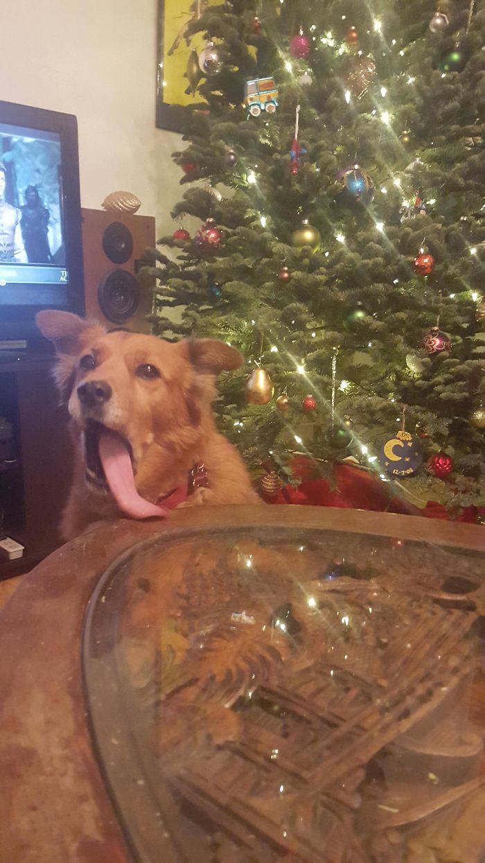 My Attempt At A Cute Christmas Picture Of My 13 Year Old Chow Mix, Samwise
