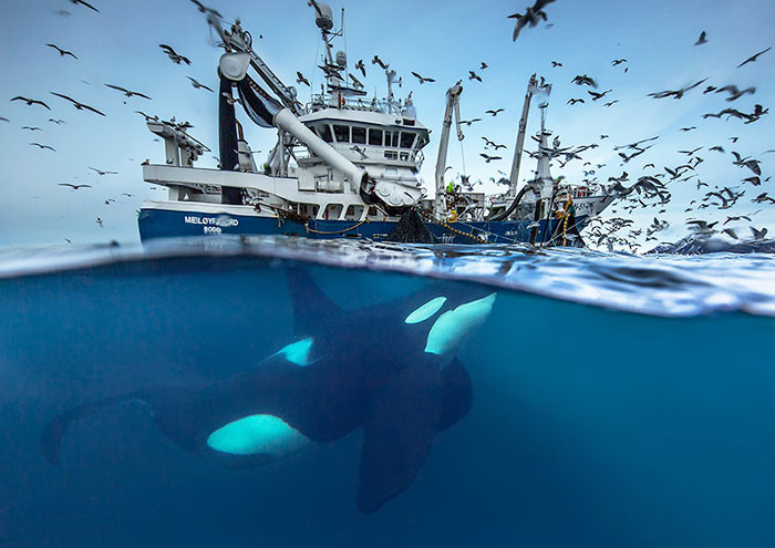 Biology Professor Photographs Arctic Whales And His Photos Will Take Your Breath Away (28 Pics)