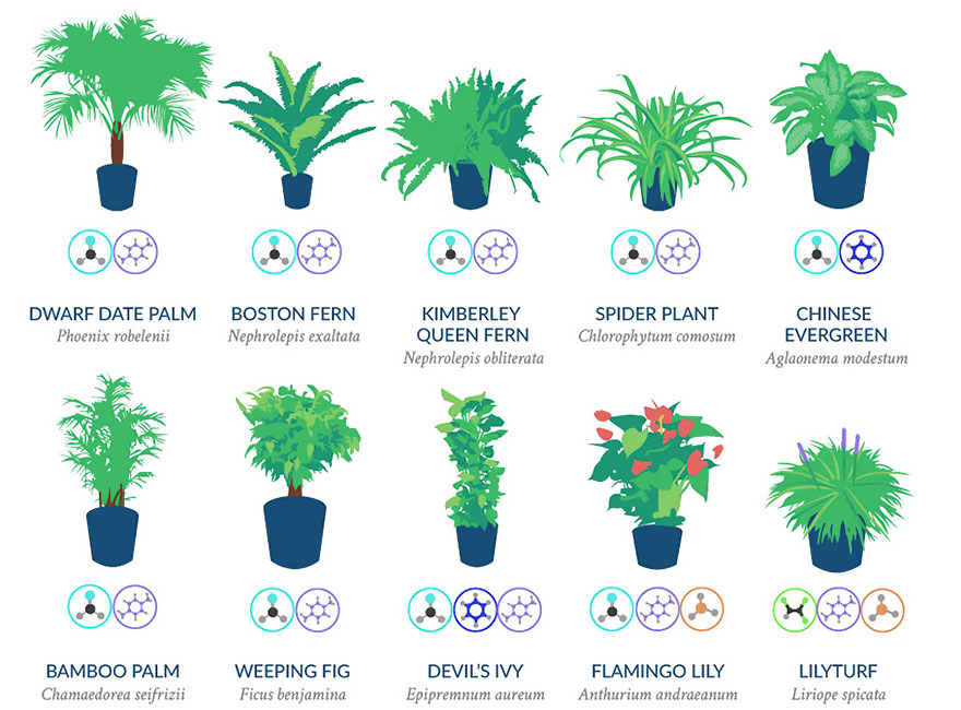 نباتات داخلية تساعد على تنقية الهواء
