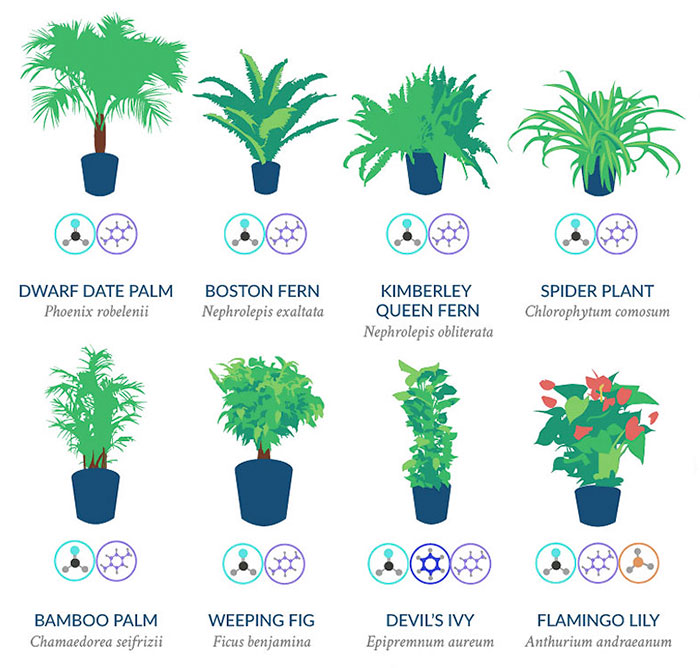 NASA Reveals A List Of The Best Air-Cleaning Plants For Your Home
