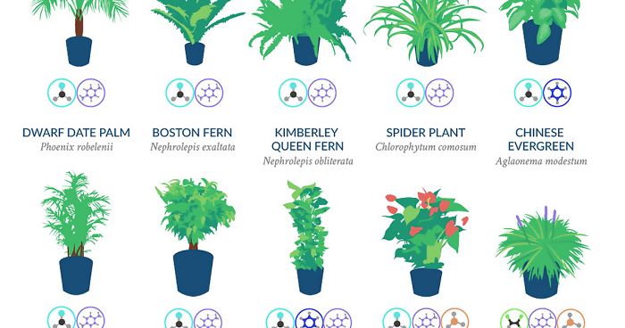 Nasa Reveals A List Of The Best Air Cleaning Plants For Your