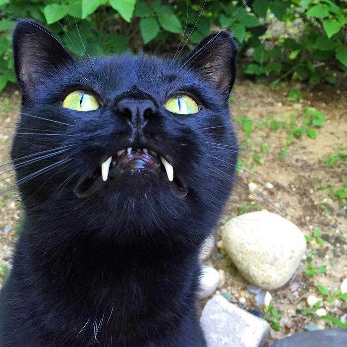 black-cat-vampire-teeth-monkey-15
