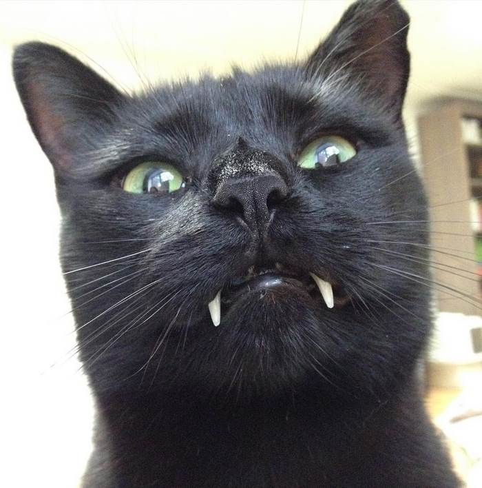 black-cat-vampire-teeth-monkey-18