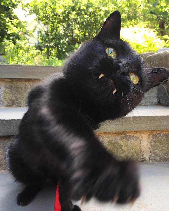 Woman Gets Surprised When Her Rescue Cat Turned Out to Be A "Vampire"