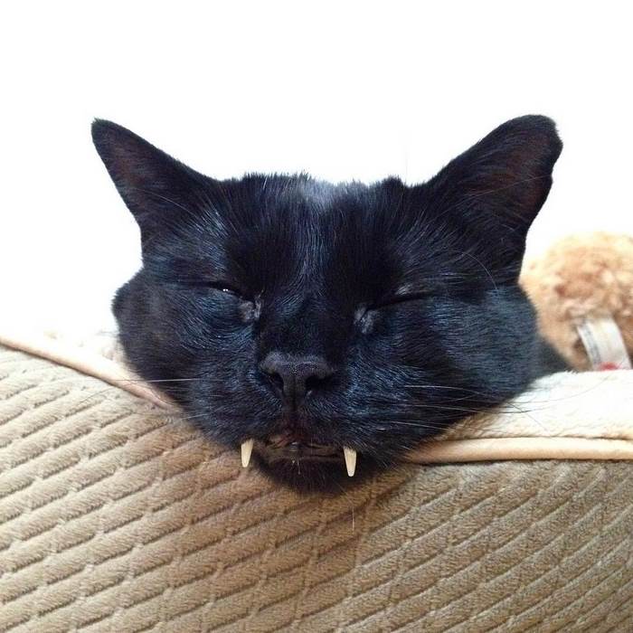 Woman Gets Surprised When Her Rescue Cat Turned Out to Be A "Vampire"