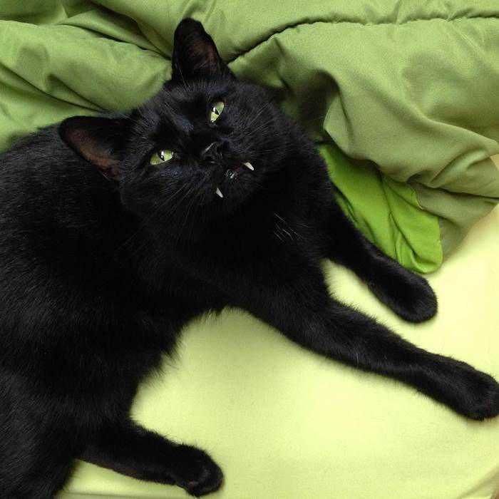 black-cat-vampire-teeth-monkey-6