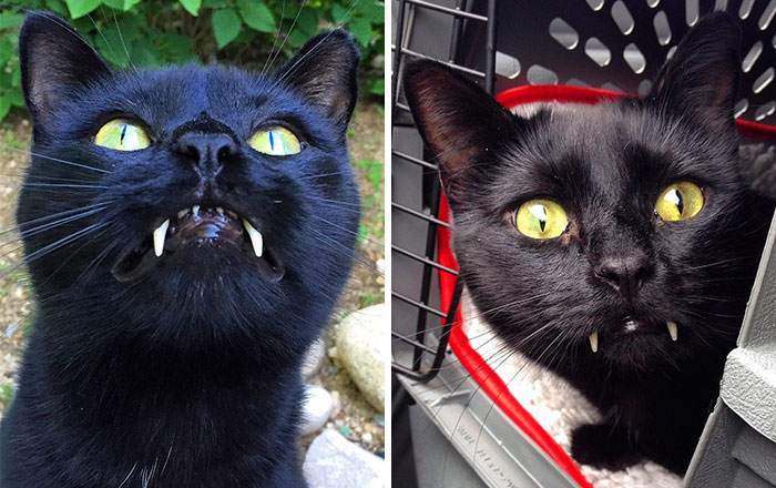Woman Gets Surprised When Her Rescue Cat Turned Out to Be A “Vampire”