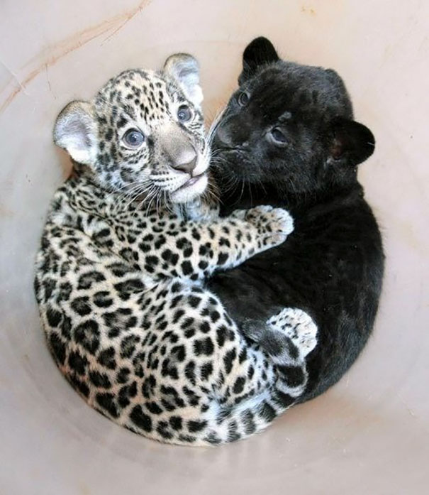 A Baby Jaguar Cuddling With A Baby Panther