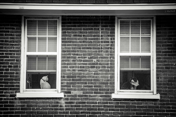 Cats In Windows