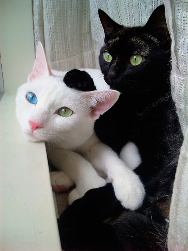 These Beautiful Cats