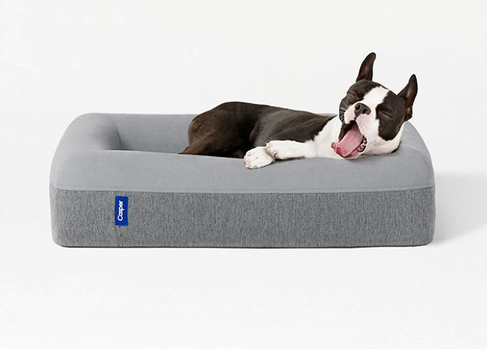 Best Pet Gifts This Christmas