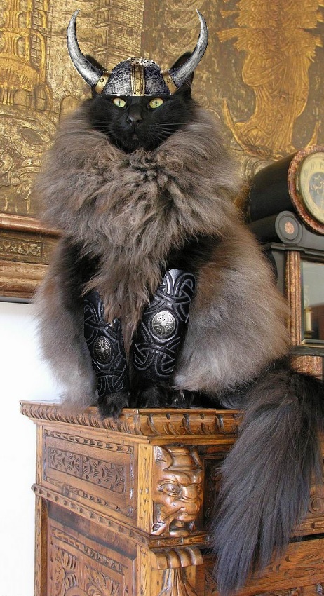 cat-viking-wear-fur-skin-of-others-581afbcd14164.jpg
