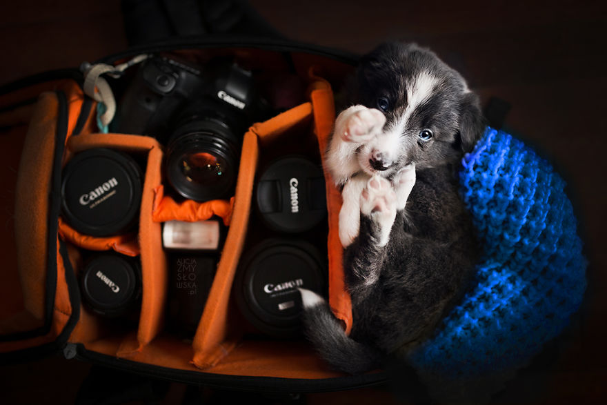 Puppies Decided To Sleep And Have Fun In My Camera Bag
