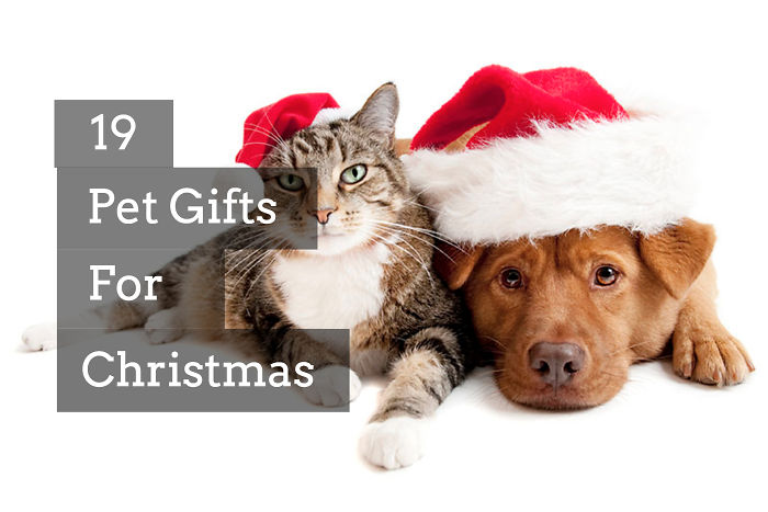 Best Pet Gifts This Christmas