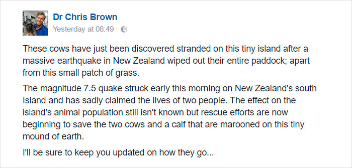 cows-trapped-earthquake-new-zealand-1