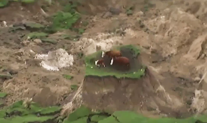 cows-trapped-earthquake-new-zealand-4