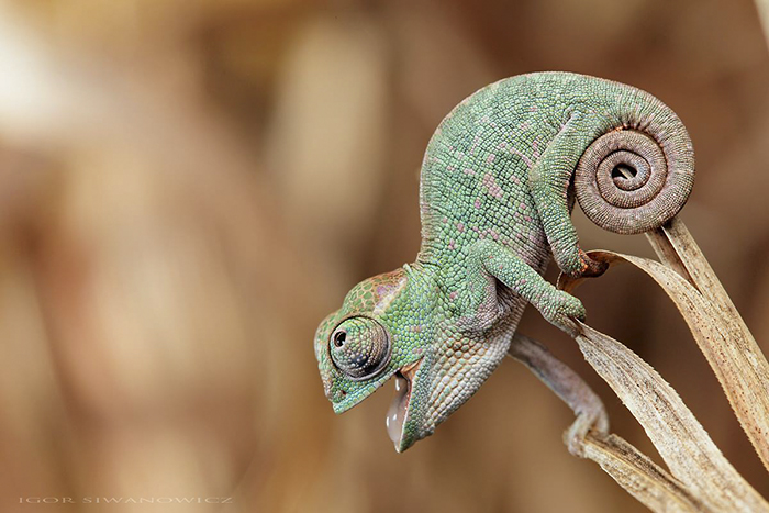Cute Baby Chameleon