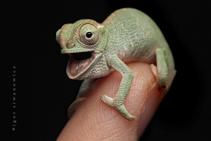 Excited Baby Chameleon