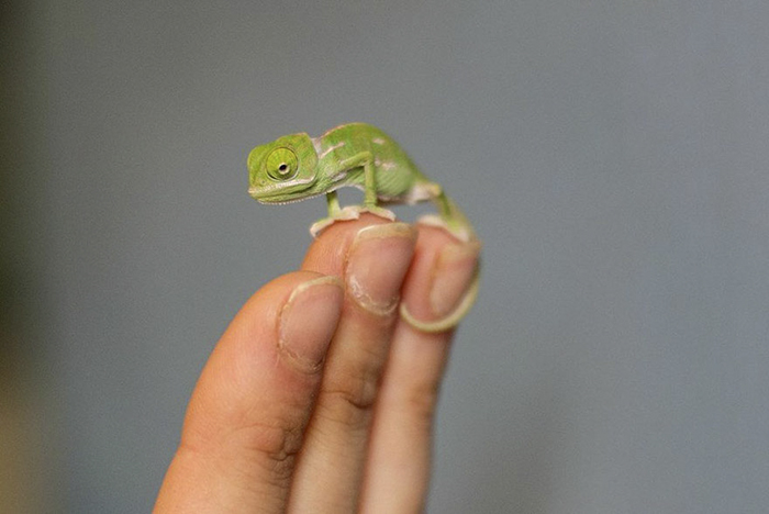 Newly Hatched Baby Chameleon