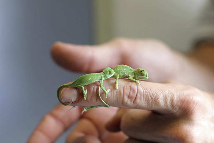 Newly Hatched Baby Chameleons