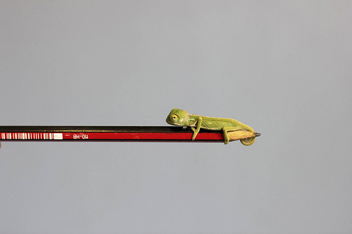 Newly Hatched Baby Chameleon On A Pencil Tip