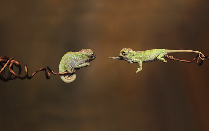 Two baby chameleons reaching out to each other