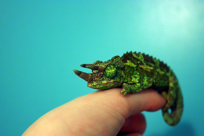 I Could Either Buy A Macro Lens Or A Chameleon - And He Was Soooo Cute I Couldn't Resist. So This Is Cecil