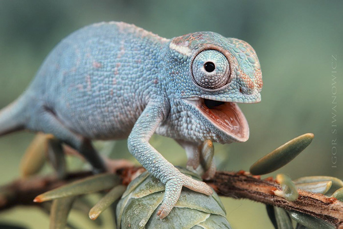 Overly Excited Baby Chameleon
