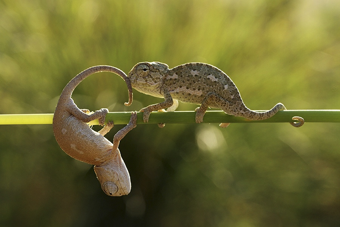 Cute Baby Chameleons