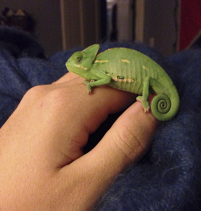 My Baby Chameleon Likes To Sleep On My Hand