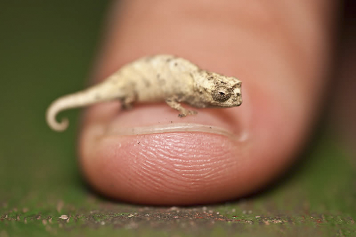 Incredibly Small Baby Chameleon