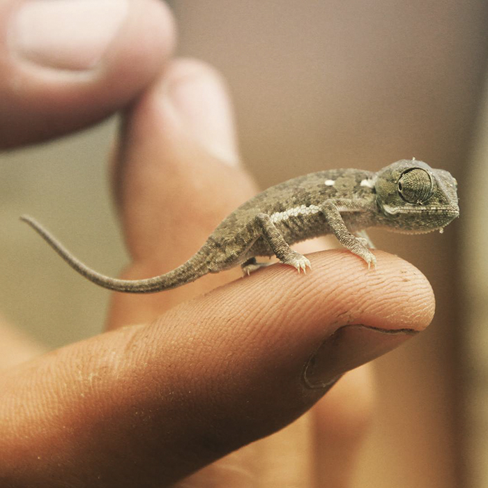Baby Chameleon On The Tip Of A Finger