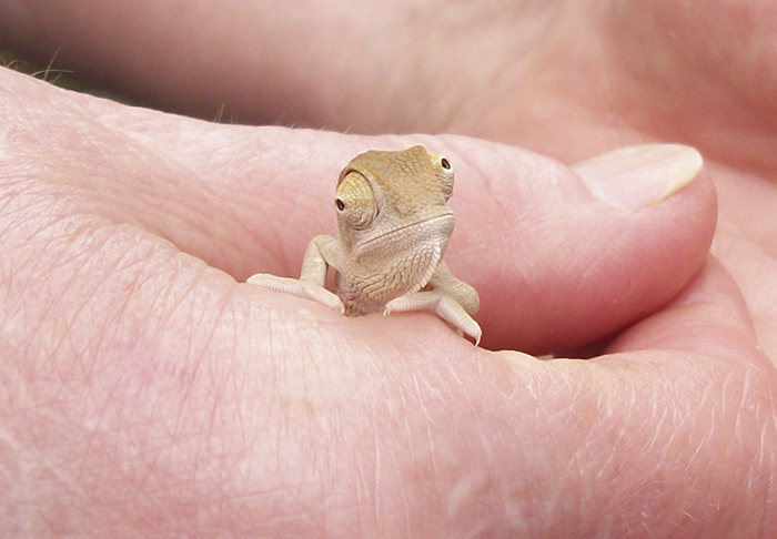 10+ Chameleon Babies That Will Make You Fall In Love With Lizards