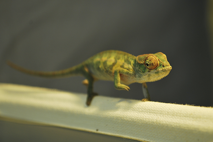 Naboo, My Nosy Mitsio Panther Chameleon, Strutting His Stuff And Showing Off His Amazing Colouration. Only 8 Weeks Old