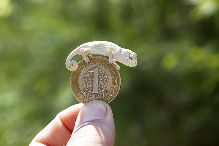 Baby Chameleon On A Coin For Scale
